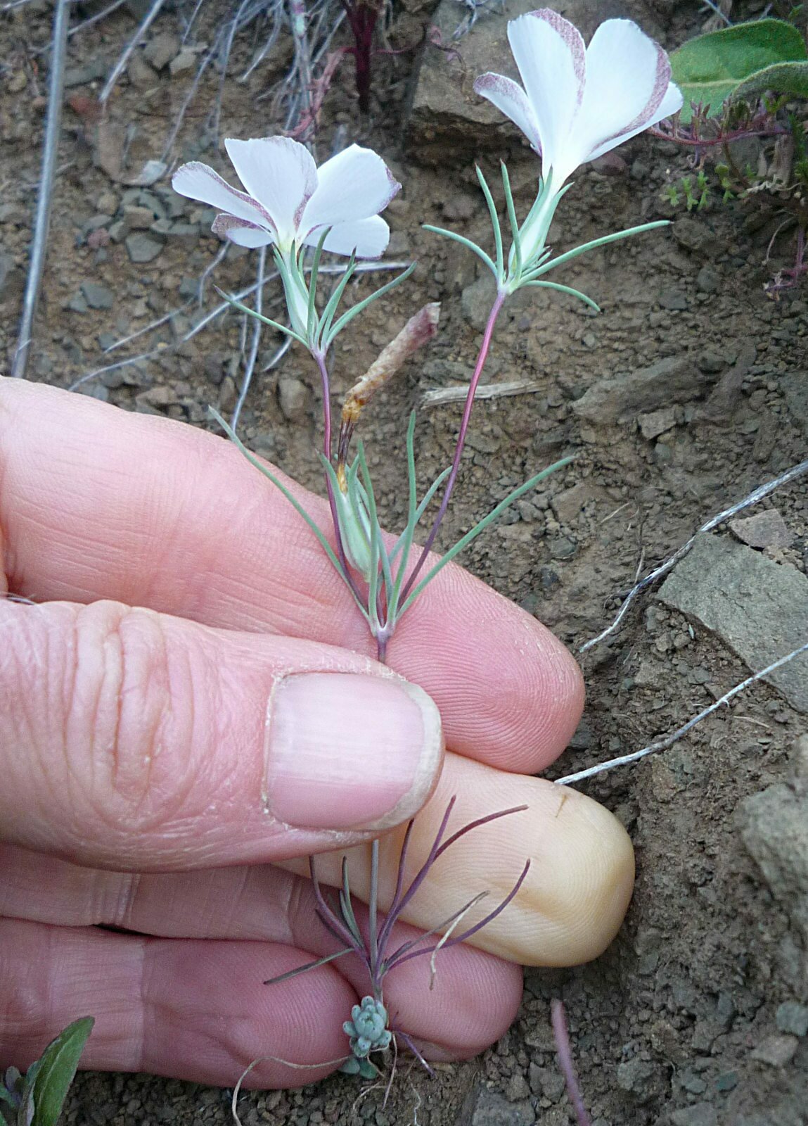 High Resolution Linanthus dichotomus Plant